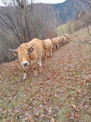 Vând vițele de rasă aubrac 
