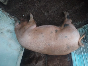 Vand porc de taiat - imagine 2