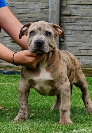 American Bully XL Merle-ABKC - linie de top