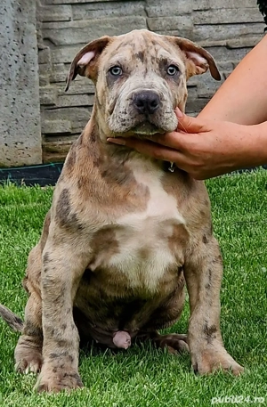 American Bully XL Merle-ABKC - linie de top - imagine 4