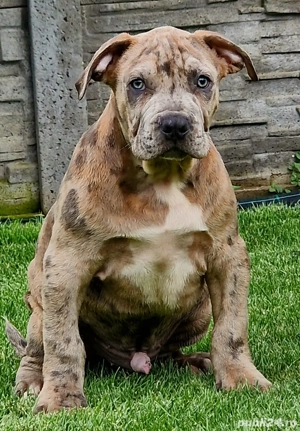 American Bully XL Merle-ABKC - linie de top - imagine 5