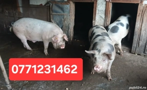 Porci de Crăciun crescuți la țară, 130-150 kg