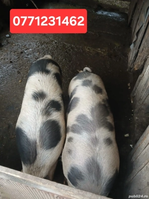 Porci de Crăciun crescuți la țară, 150-160 kg - imagine 2