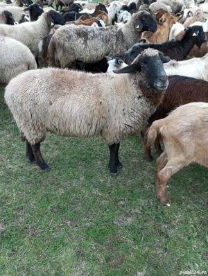 Oi tinere de vânzare 