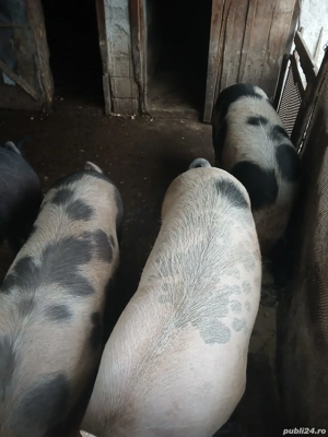 Porci de Crăciun crescuți la țară, 150-160 kg - imagine 3