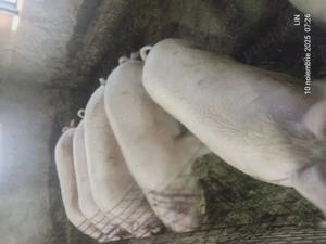 Vând porci de carne crescuți cu cereale