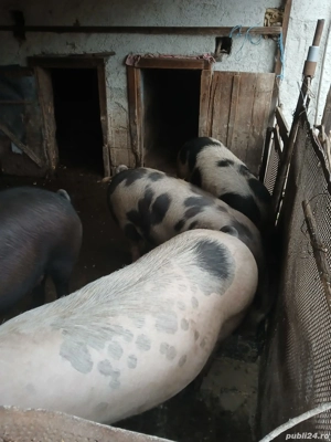 Porci de Crăciun crescuți la țară, 150-160 kg - imagine 4