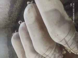 Vând porci de carne crescuți cu cereale - imagine 2