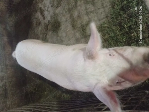 Vând porci de carne crescuți cu cereale - imagine 5