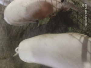 Vând porci de carne crescuți cu cereale - imagine 3