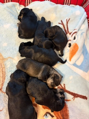 Vand Schnauzer Pitic