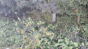 Teren intravilan situat in Predeal-Paraul Rece - imagine 6