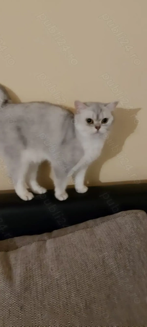British shorthair chinchilla femela