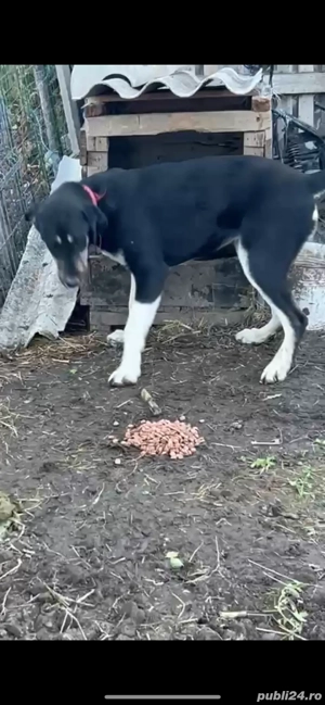 donez catea de asia centrala