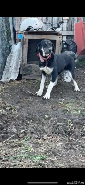 donez catea de asia centrala - imagine 2