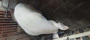 Vând porc pietrain,rog seriozitate! - imagine 2