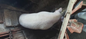 Vând porc pietrain,rog seriozitate! - imagine 4