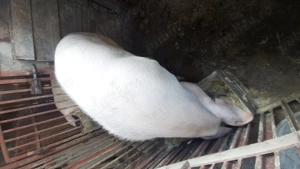 Vând porc pietrain,rog seriozitate! - imagine 3