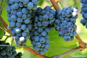 Vin de vânzare  - imagine 3