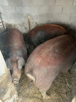 Porci de vanzare duroc de sacrificat 