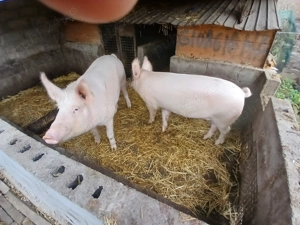 Vand 2porci marele alb,160,200kg - imagine 2