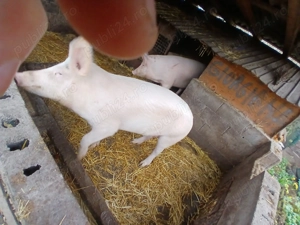 Vand 2porci marele alb,160,200kg - imagine 3