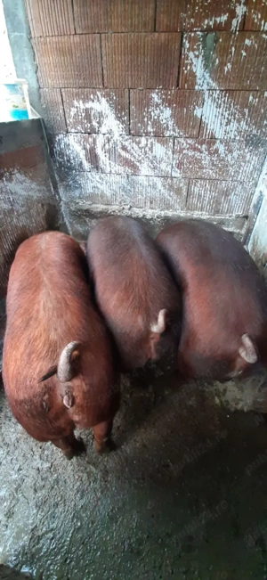 Vând porci crescuți în gospodărie 