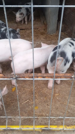 Vând purcei 6 săptămâni pietrain cu marele alb  - imagine 3