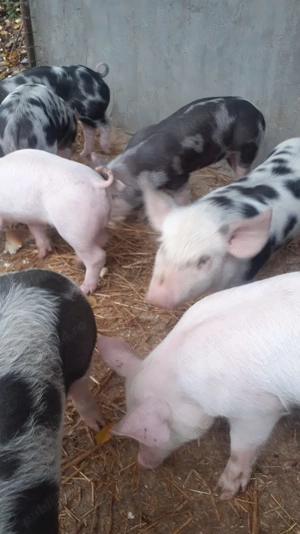 Vând purcei 6 săptămâni pietrain cu marele alb 