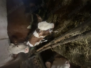 Vițea de vanzare rasa bălțată românească 