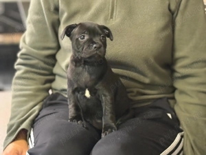 Staffordshire Bull Terrier femelă 