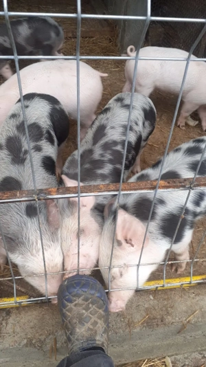 Vând purcei 6 săptămâni pietrain cu marele alb  - imagine 2