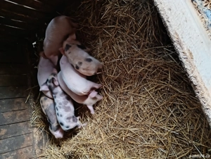 vand purcei  - imagine 2