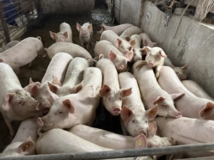 Porc si purcei de vanzare  - imagine 2