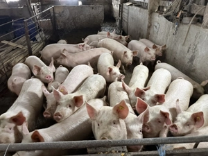 Porc si purcei de vanzare  - imagine 3