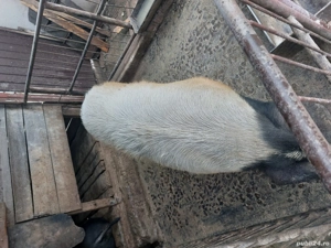 De vânzare ! - imagine 2