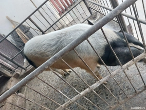 De vânzare ! - imagine 4