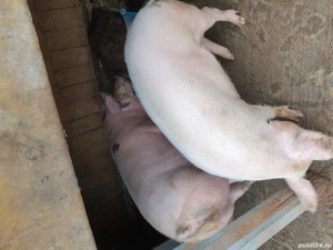 Vand porci  - imagine 2