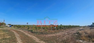 OFERTA!!! FERMA POMI FRUCTIFERI,VITA DE VIE,TEREN ARABIL SI HALA,  FARCASELE  56.800 MP !!! - imagine 14