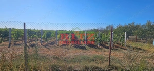 OFERTA!!! FERMA POMI FRUCTIFERI,VITA DE VIE,TEREN ARABIL SI HALA,  FARCASELE  56.800 MP !!! - imagine 9