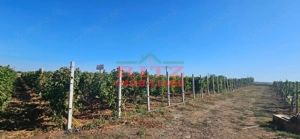 OFERTA!!! FERMA POMI FRUCTIFERI,VITA DE VIE,TEREN ARABIL SI HALA,  FARCASELE  56.800 MP !!! - imagine 16