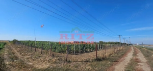 OFERTA!!! FERMA POMI FRUCTIFERI,VITA DE VIE,TEREN ARABIL SI HALA,  FARCASELE  56.800 MP !!! - imagine 12