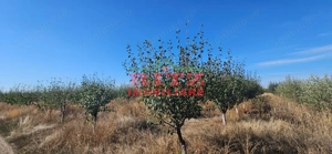 OFERTA!!! FERMA POMI FRUCTIFERI,VITA DE VIE,TEREN ARABIL SI HALA,  FARCASELE  56.800 MP !!! - imagine 8