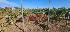 OFERTA!!! FERMA POMI FRUCTIFERI,VITA DE VIE,TEREN ARABIL SI HALA,  FARCASELE  56.800 MP !!! - imagine 10