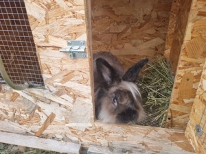 Cusca de iepuri cu iepuri totul automat - imagine 3