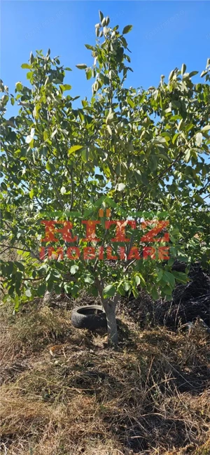 OFERTA!!! FERMA POMI FRUCTIFERI,VITA DE VIE,TEREN ARABIL SI HALA,  FARCASELE  56.800 MP !!! - imagine 11