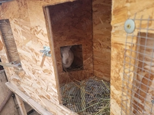 Cusca de iepuri cu iepuri totul automat - imagine 4