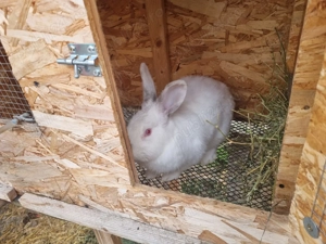 Cusca de iepuri cu iepuri totul automat - imagine 5