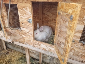 Cusca de iepuri cu iepuri totul automat - imagine 6