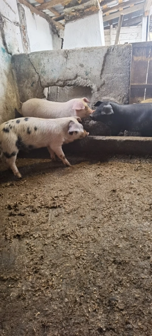 Purcei asigur transport 